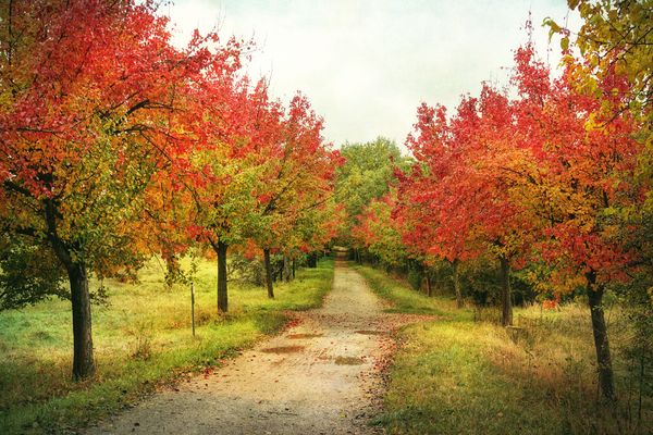 vom Rümpfwald zum Bismarckturm ...