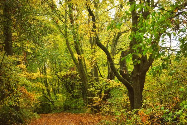 vom Rümpfwald zum Bismarckturm ... II