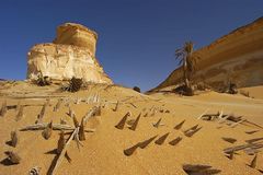 Vom Sand abgeschliffene Palme