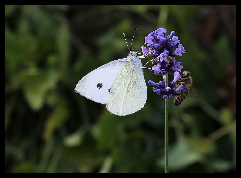 vom schmetterling...