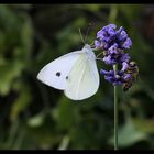 vom schmetterling...