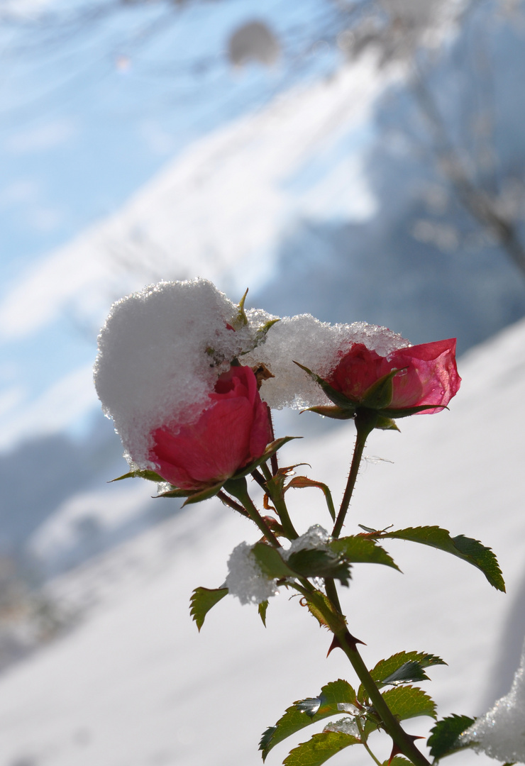 Vom Schnee bedeckt