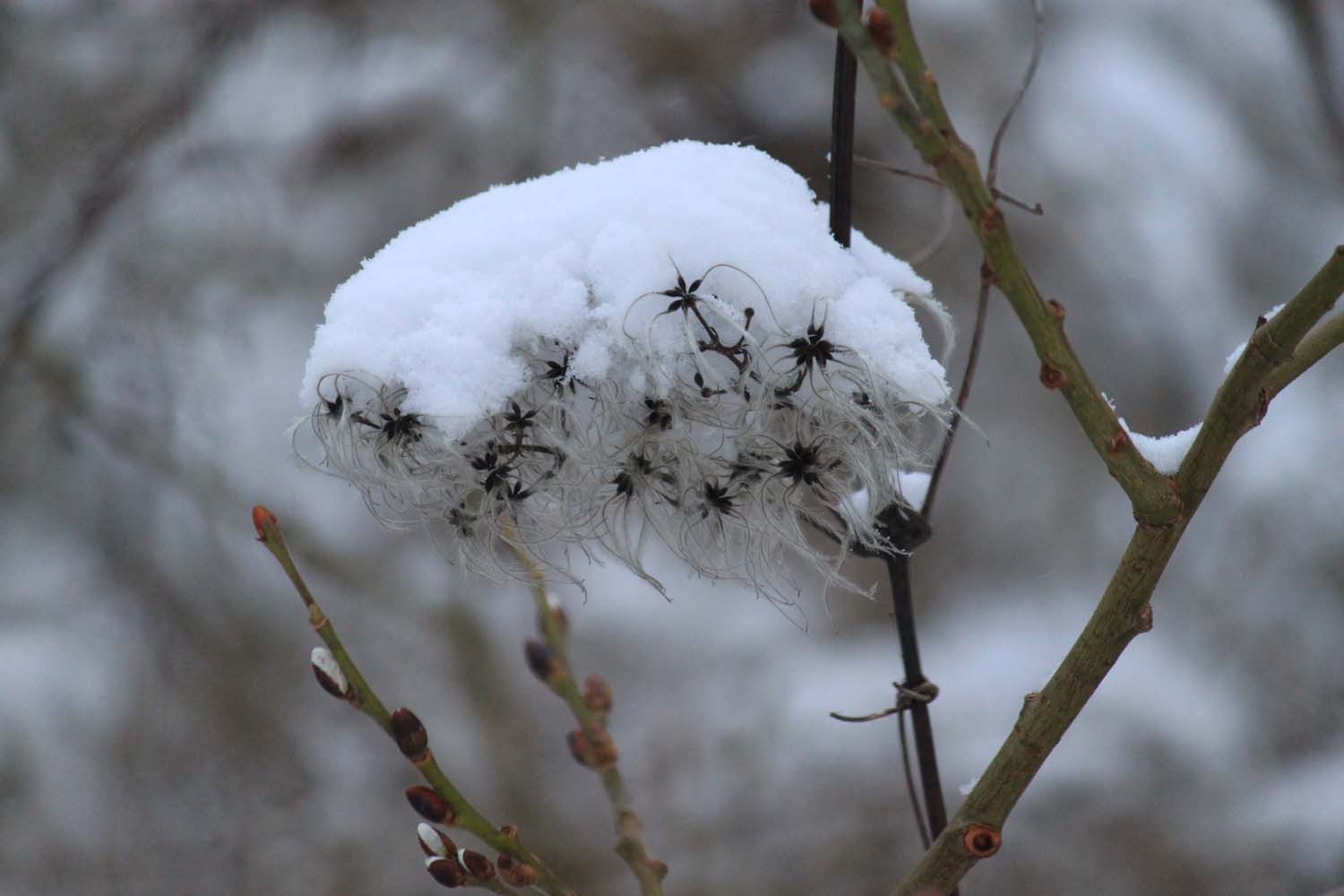 Vom Schnee bedeckt