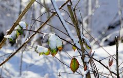 Vom Schnee bedeckt