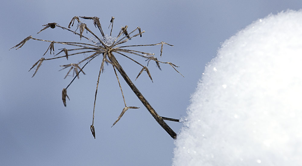 vom Schnee befreit