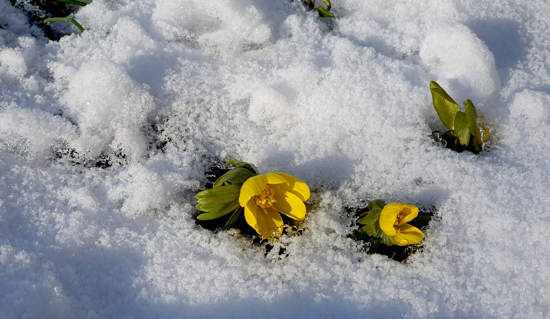 Vom Schnee befreit...