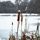 Vom Schnee berührt...