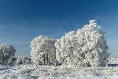 Vom Schnee geformte Birken.