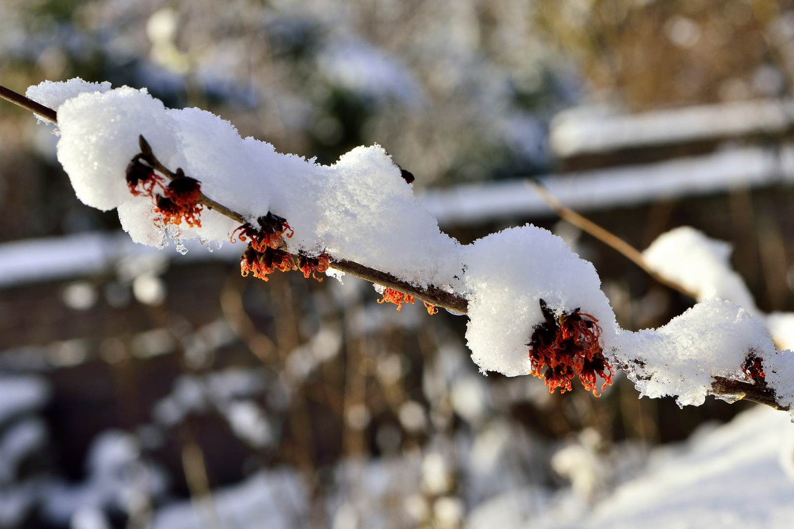 vom schnee überdeckt.