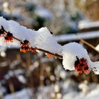 vom schnee überdeckt.