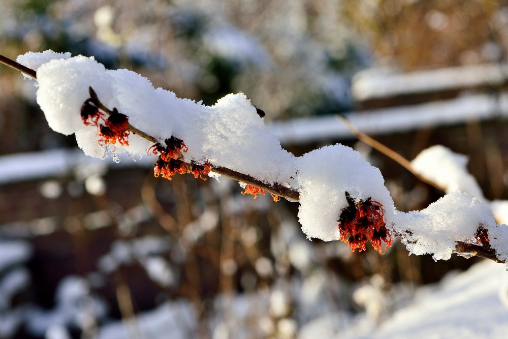 vom schnee überdeckt.