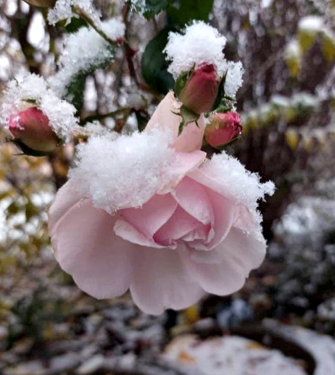 Vom Schnee überrascht