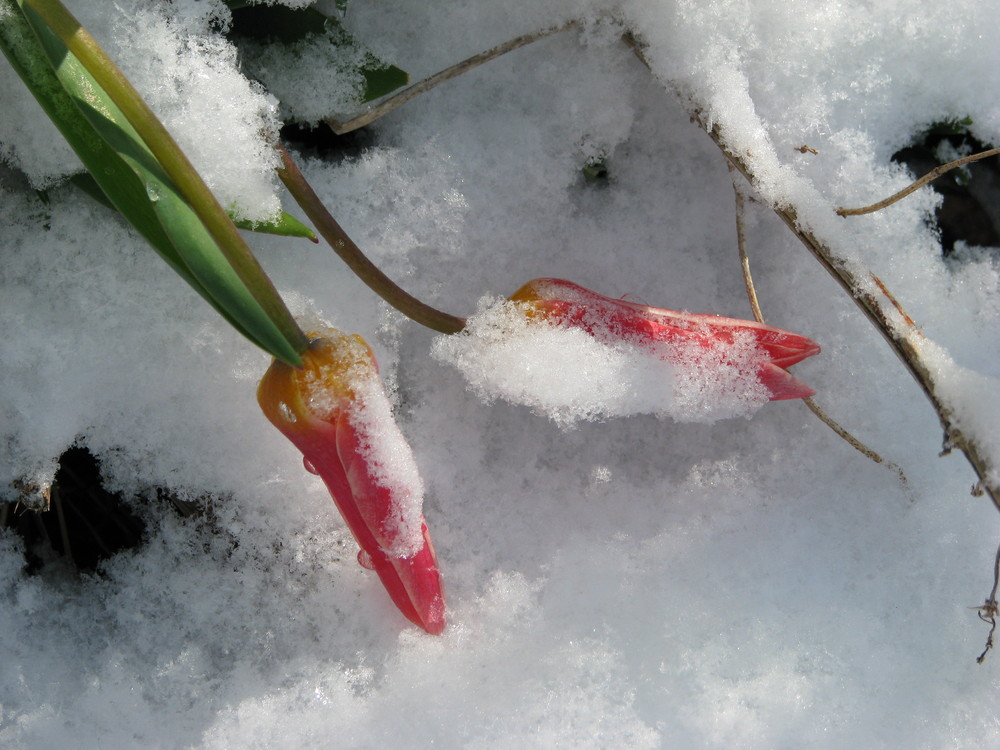 vom Schnee überrascht