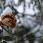 Vom Schnee überrascht