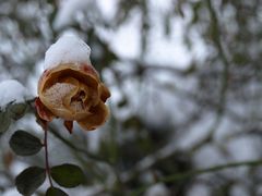 Vom Schnee überrascht