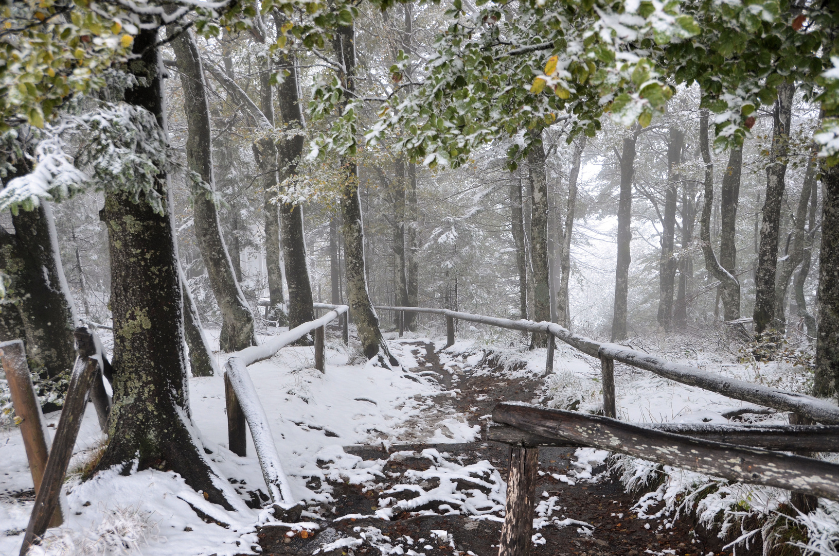 Vom Schnee überrascht.