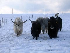 Vom Schnee überrascht