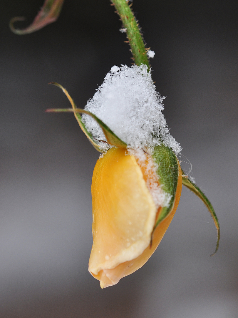 Vom Schnee überrascht