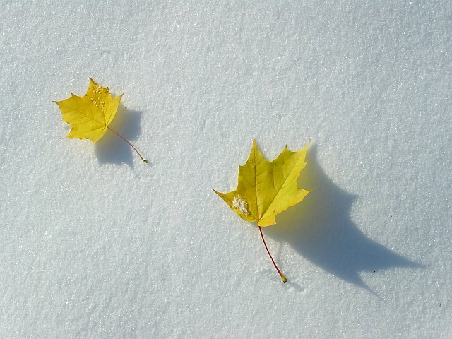 Vom Schnee überrascht