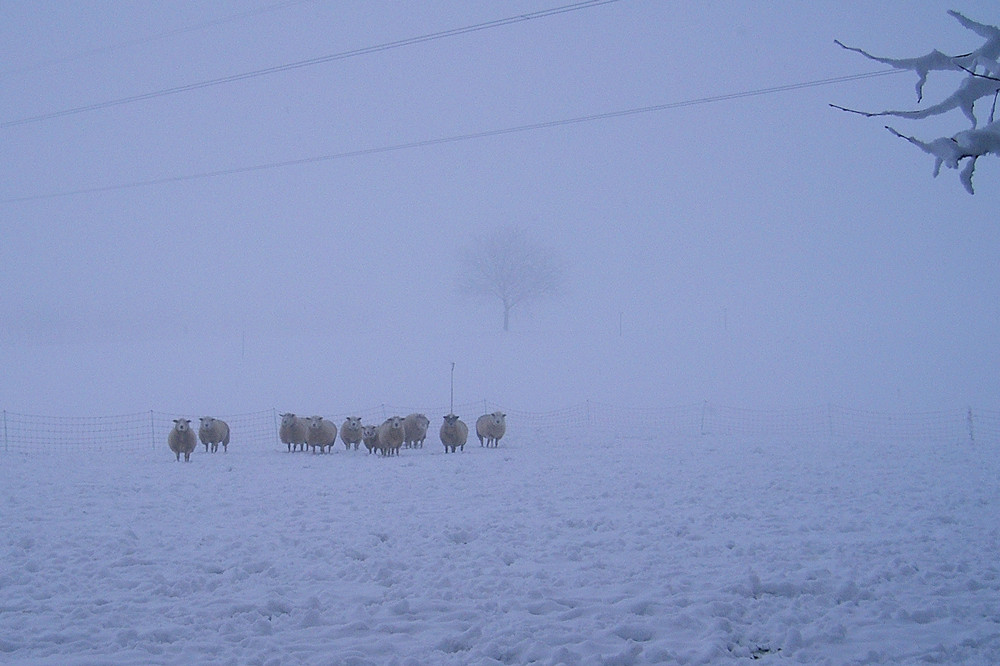 ... vom Schnee überrascht...