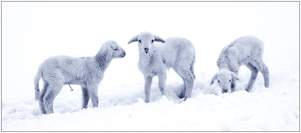 vom Schnee überrascht