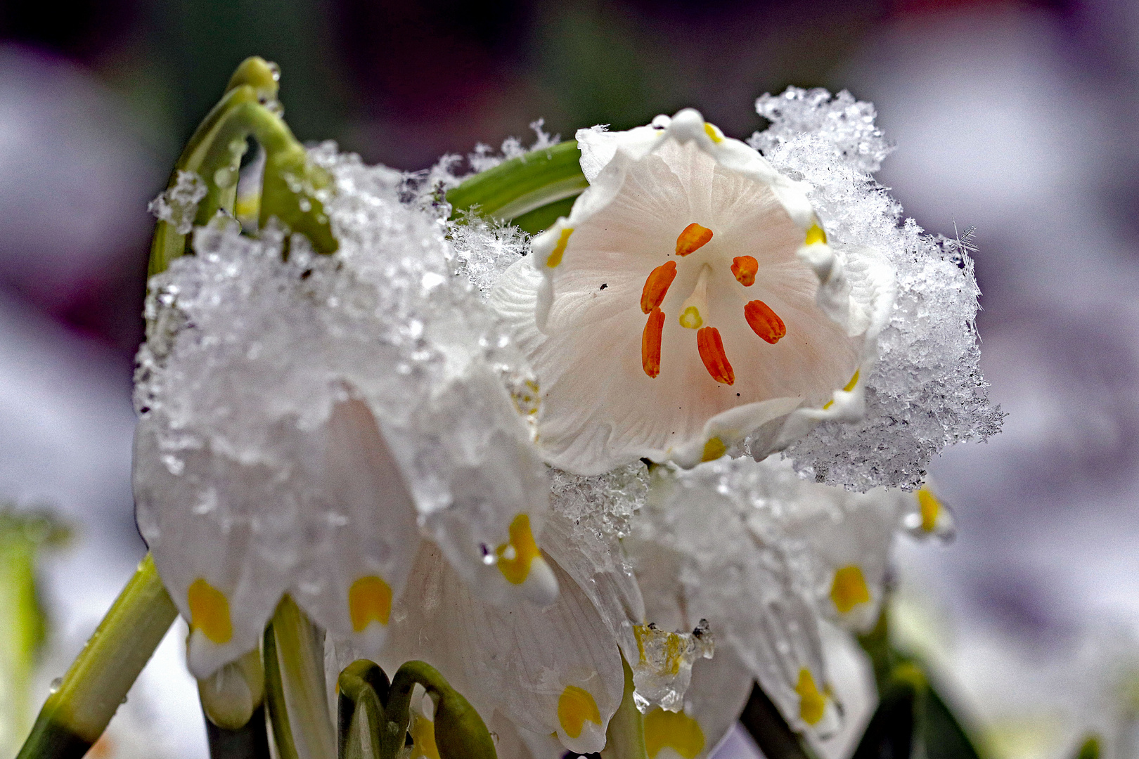 Vom Schnee überrascht