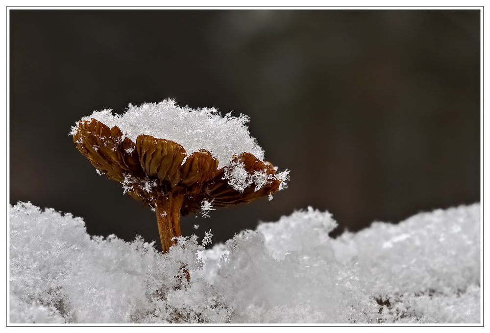 Vom Schnee überrascht.....