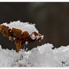 Vom Schnee überrascht.....