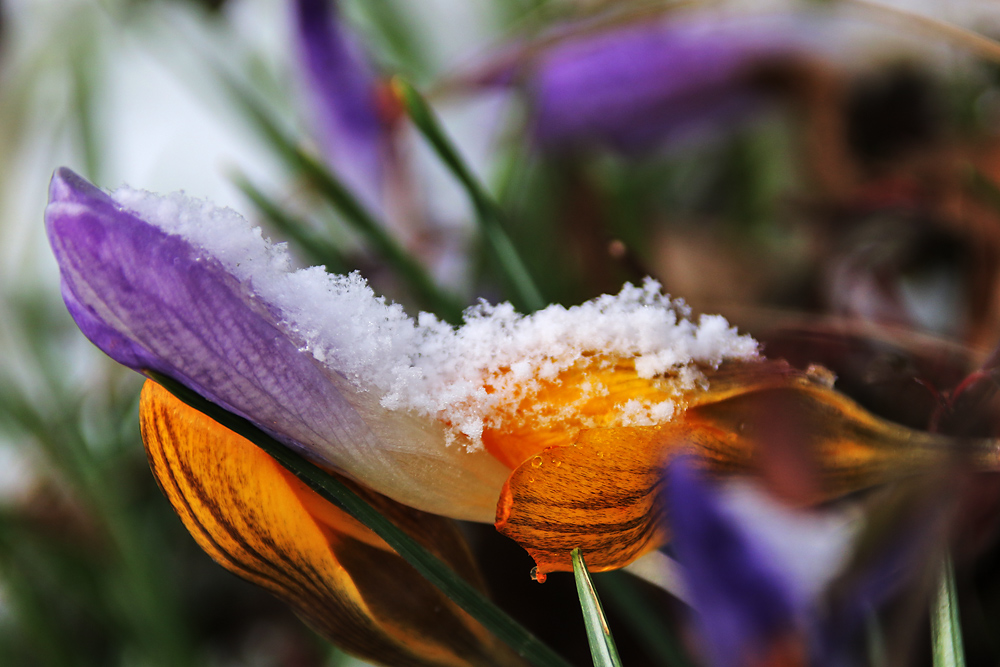 vom Schnee überrascht