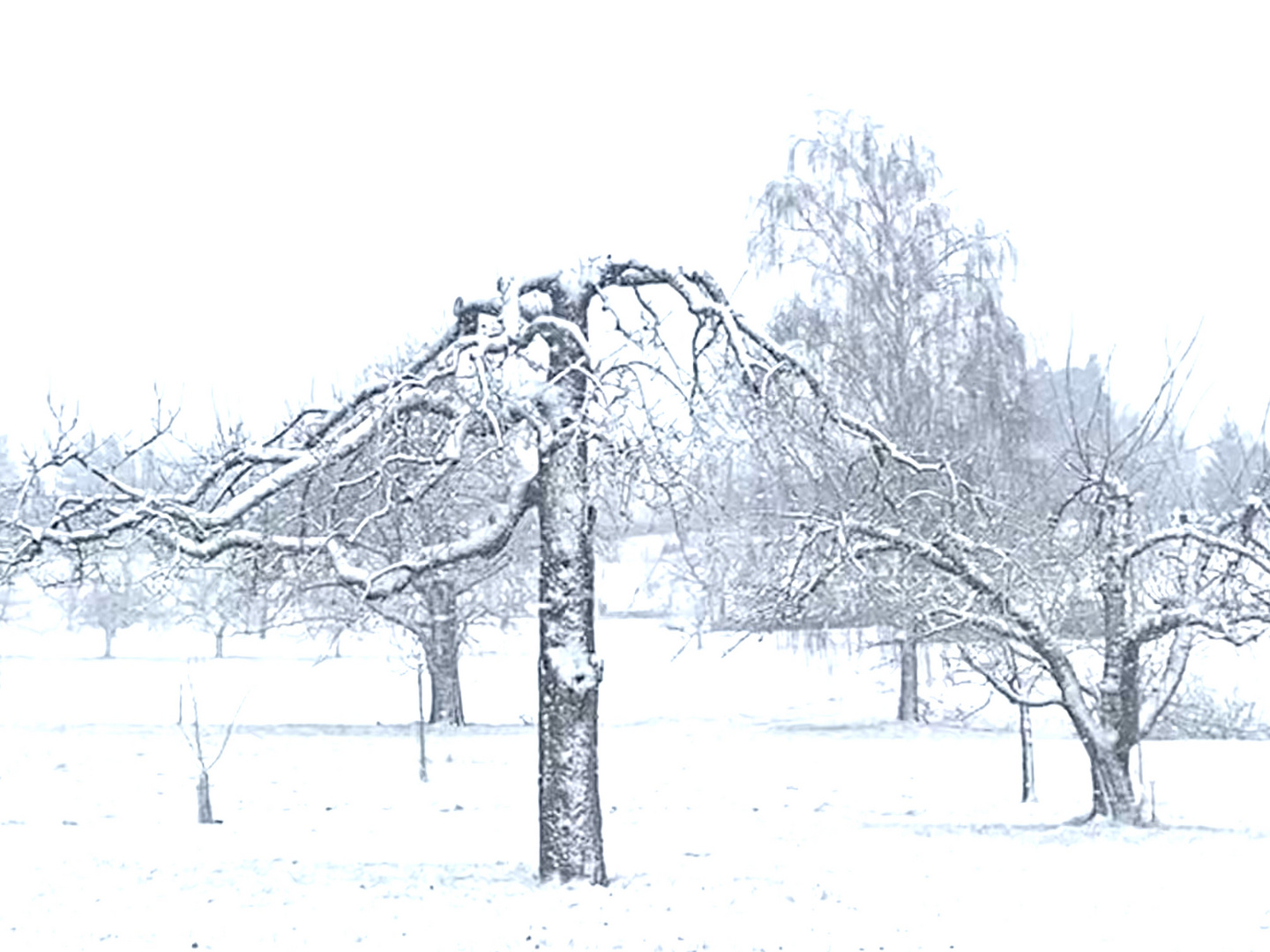 vom Schnee überraschte Natur 