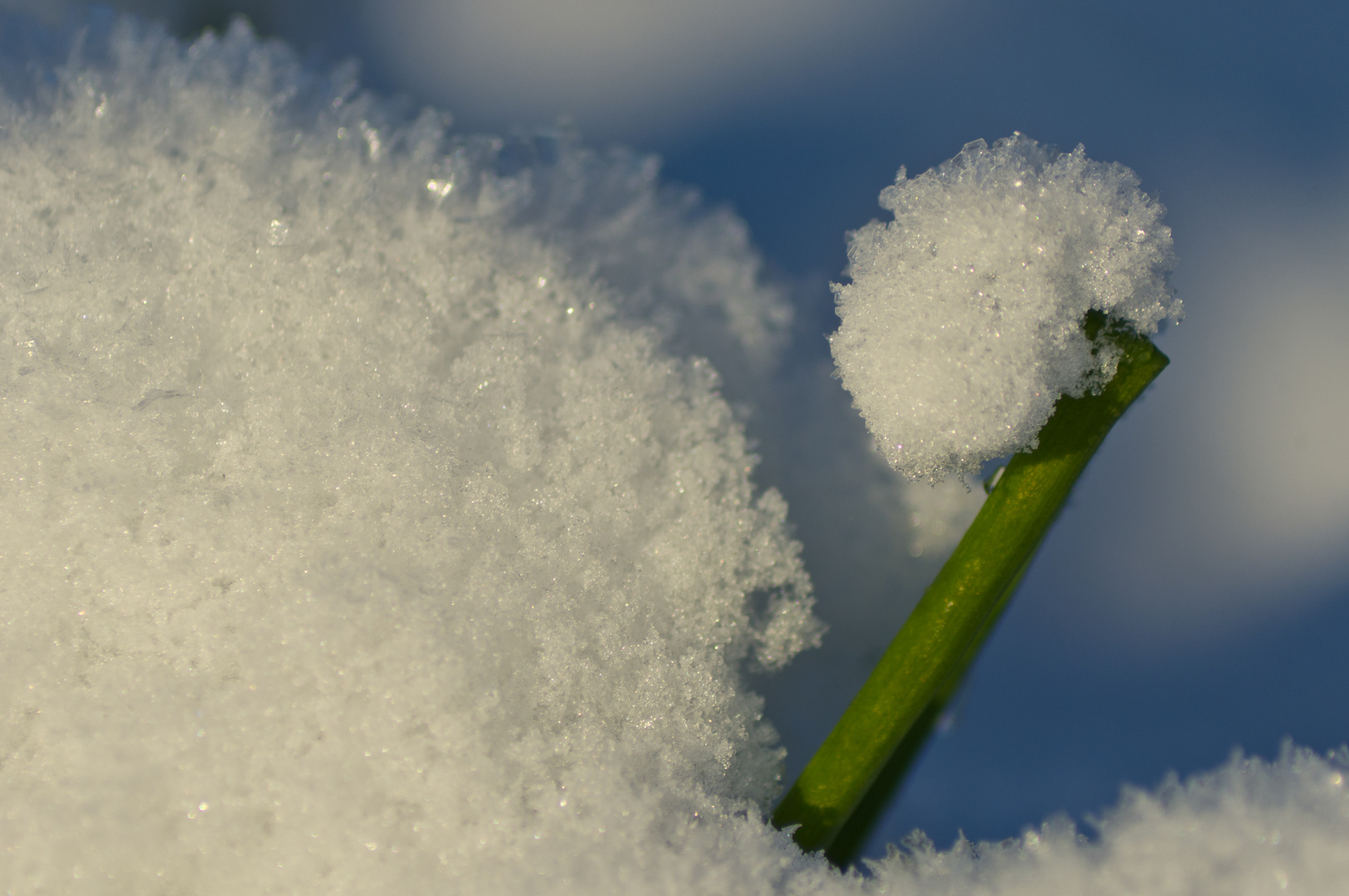 Vom Schnee verzaubert