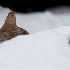 vom schneehuhn...