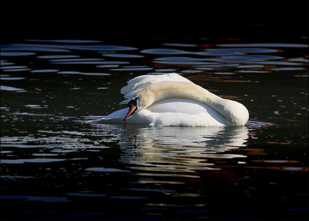 vom schwan...