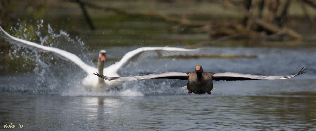 vom Schwan