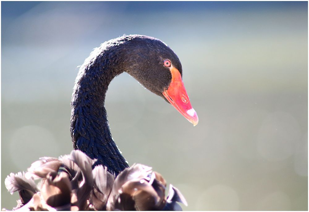 vom schwarzen schwan...