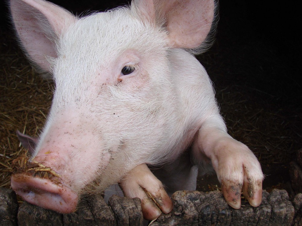 Vom Schwein geküsst!