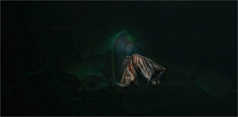 vom Sommer müde ....