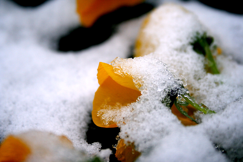 vom späten Winter erschlagen