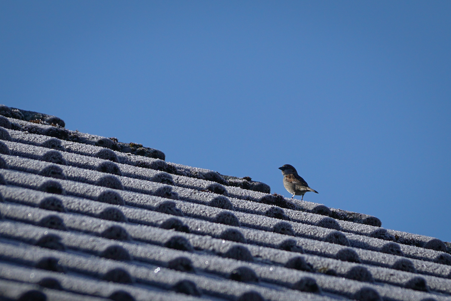 Vom Spatz auf dem Dach...