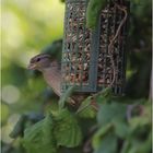 vom spatz im garten...