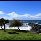 Vom starken Wind geformte Bäume bei "Los Cristianos"