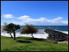 Vom starken Wind geformte Bäume bei "Los Cristianos"