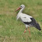 Vom Storch