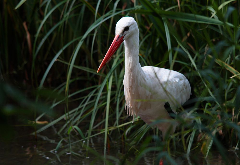 vom storch...