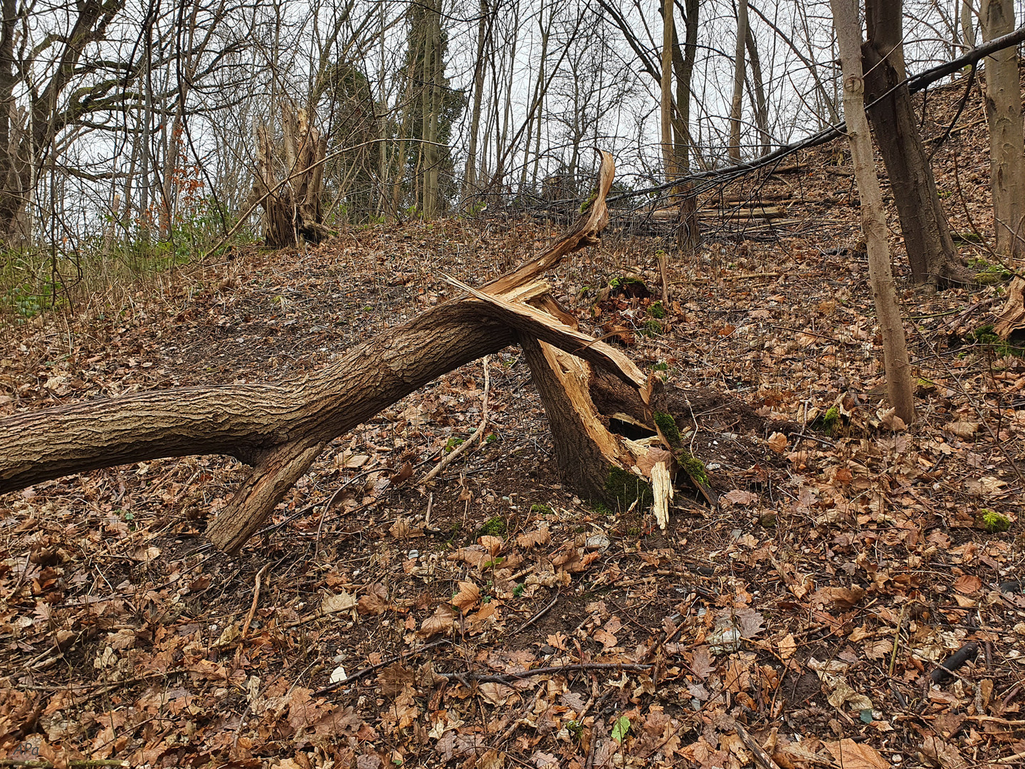 Vom Sturm erfasst**