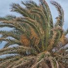 vom Sturm ganz schoen 'zerrupft'