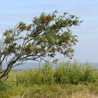 Vom Sturm gebeugt