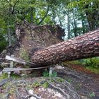 Vom Sturm gefällt !