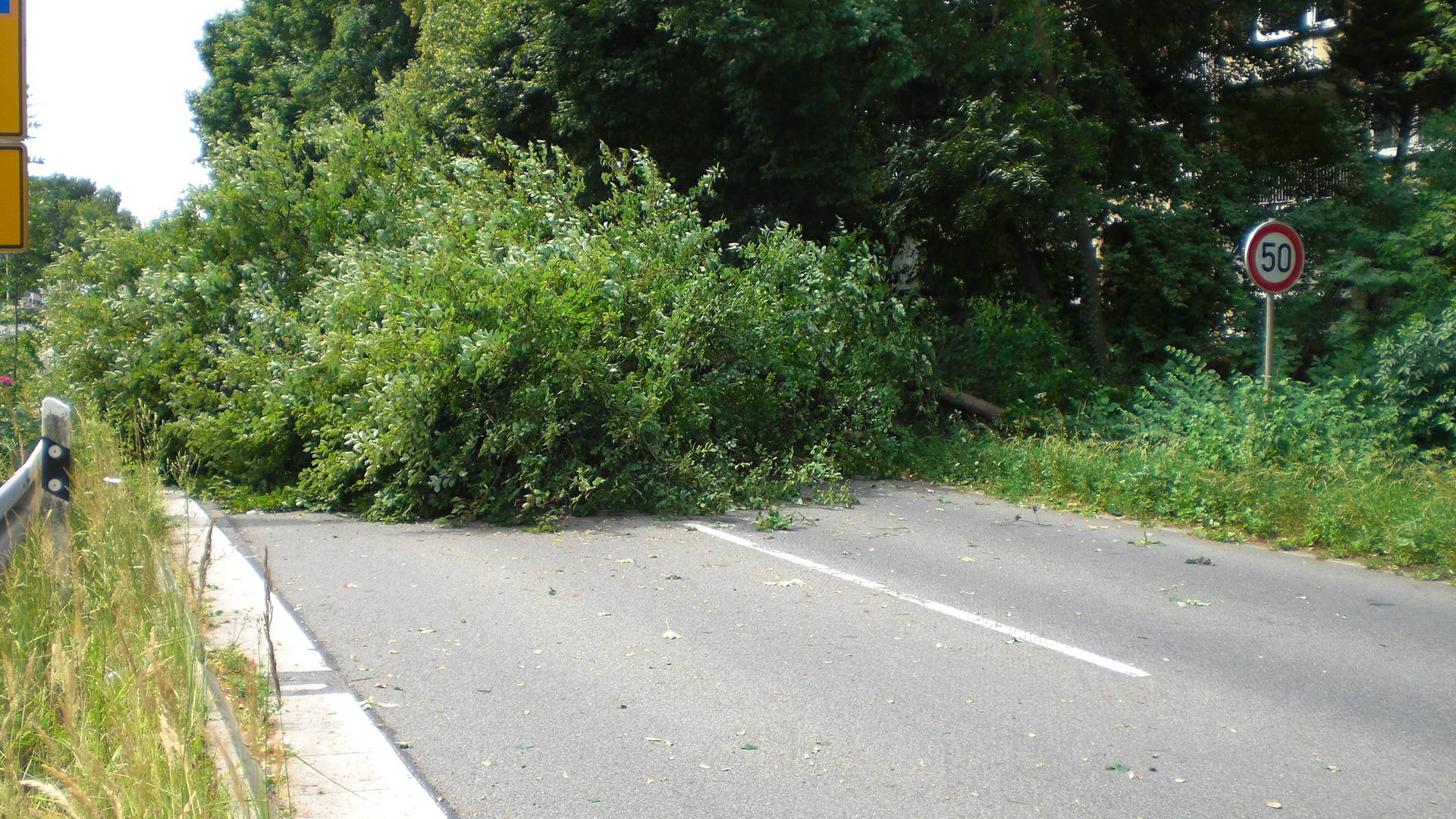 Vom Sturm gefällt