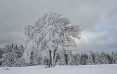  - vom Sturm geformt - II